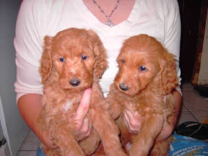 twodoodles.JPG