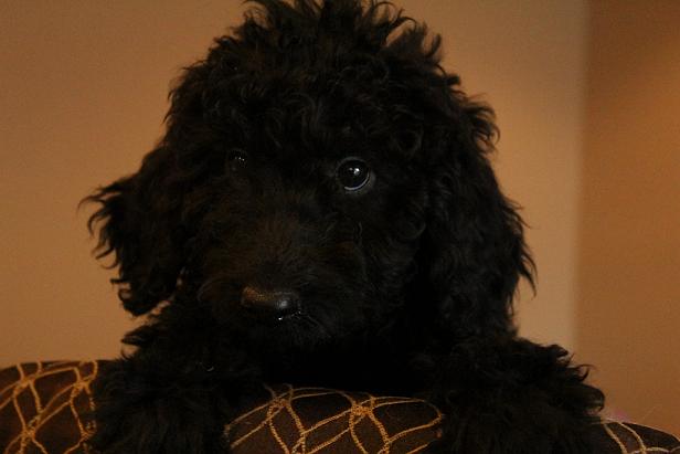 black1female.jpg