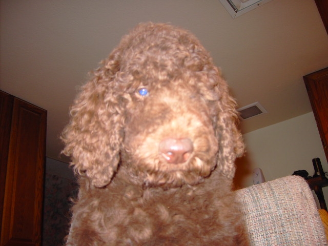 chocolatepoodle.JPG