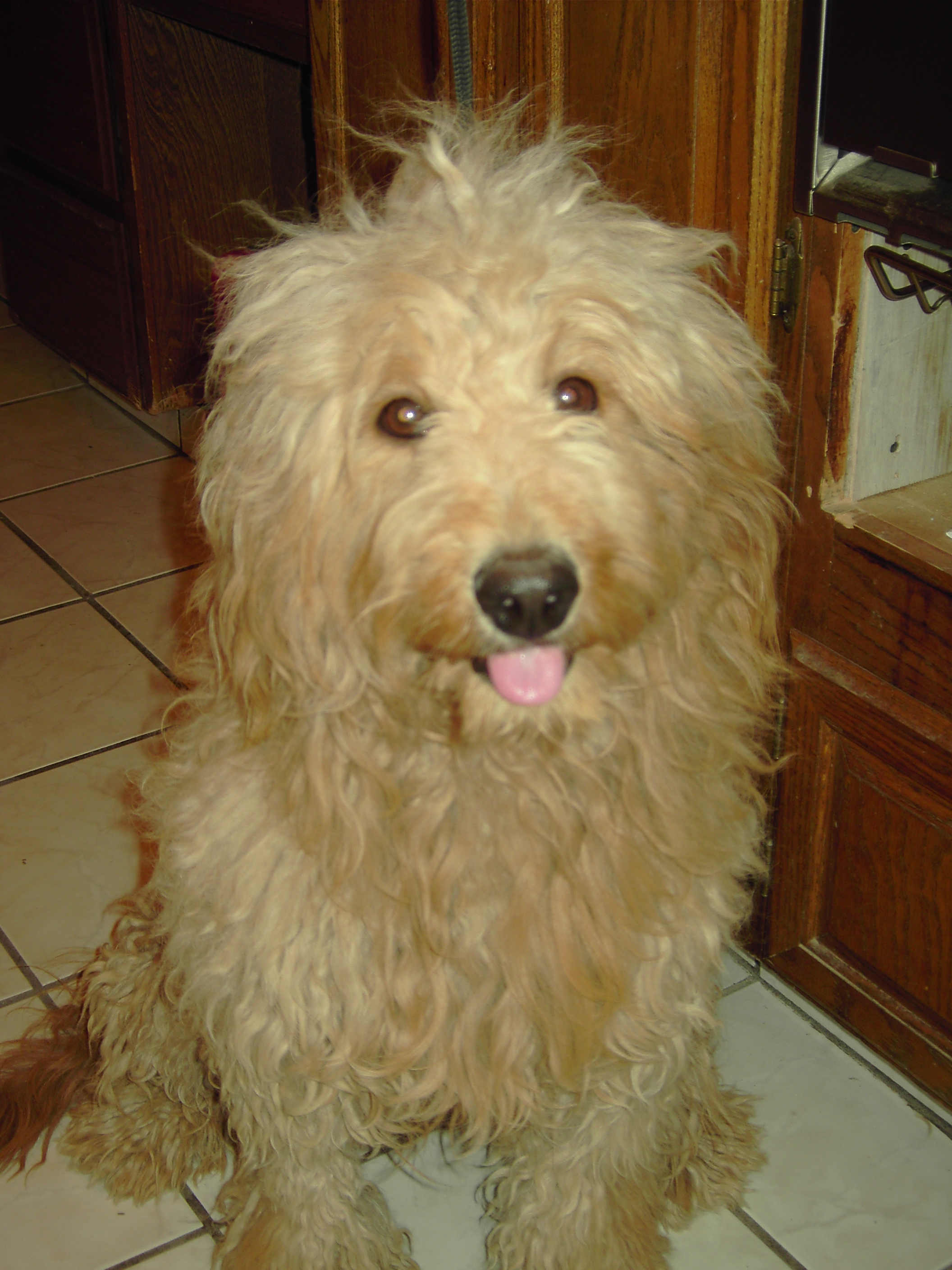 ginger.JPG